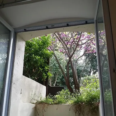 Lobelia קאן